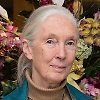 Jane Goodall Jane Goodall